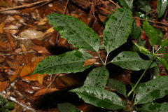 Mackinlaya confusa