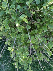 Muehlenbeckia australis