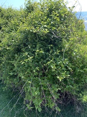 Muehlenbeckia australis