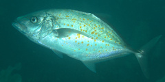 Flavocaranx bajad