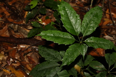 Mackinlaya confusa