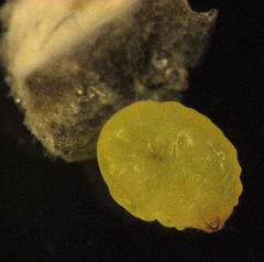 Hemiberlesia rapax