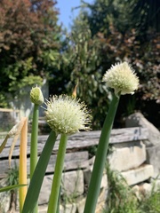 Allium schoenoprasum