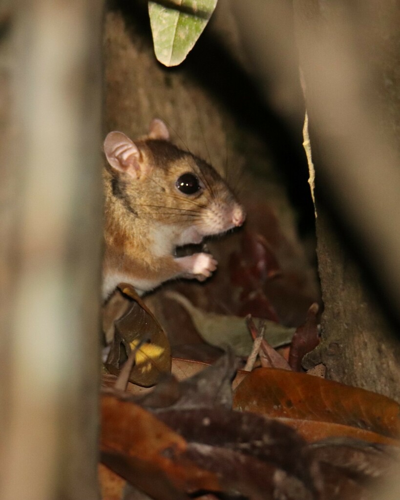 Australasian Mice and Rats from Lockhart QLD 4892, Australia on October