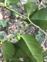 Schoepfia brasiliensis