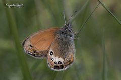 Coenonympha gardetta