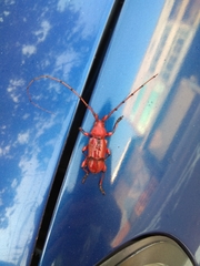 Dicelosternus corallinus