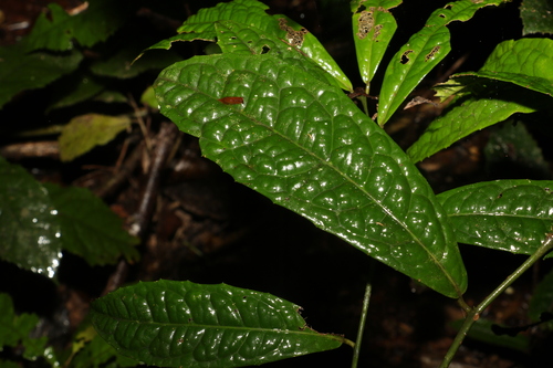 Polyosma rhytiphloia observed 2022-10-05