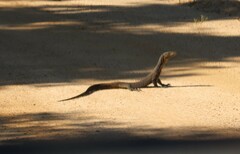 Varanus doreanus