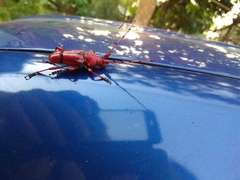 Dicelosternus corallinus