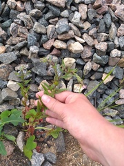 Epilobium adenocaulon
