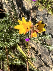 Ixia dubia