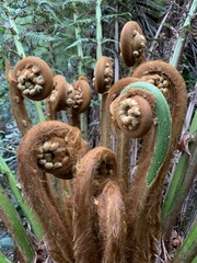 Dicksonia fibrosa