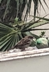 Passer domesticus