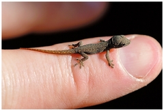 Lygodactylus bradfieldi