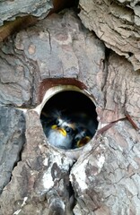 Aphrastura spinicauda