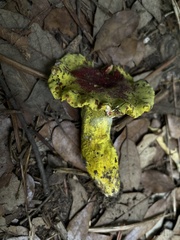 Hypomyces luteovirens