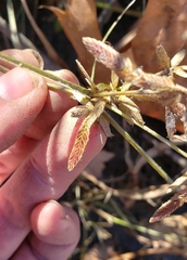 Cyperus bipartitus