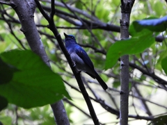 Cyornis hainanus