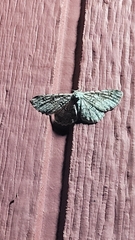 Hypomecis umbrosaria