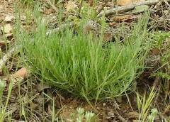 Santolina rosmarinifolia
