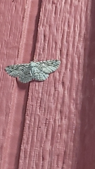 Hypomecis umbrosaria