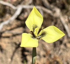 Moraea bellendenii