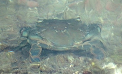 Thalamitinae