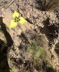 Moraea bellendenii