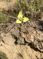 Moraea bellendenii