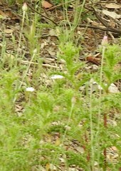 Leontodon longirostris