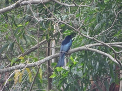 Dicrurus hottentottus