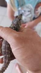 Karusasaurus polyzonus