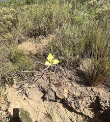 Moraea bellendenii