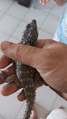 Karusasaurus polyzonus