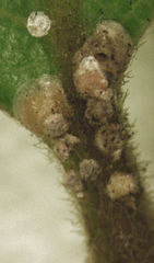 Hemiberlesia rapax