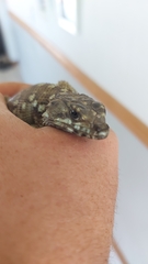 Karusasaurus polyzonus