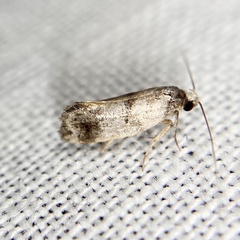 Bathrosterra calotropha