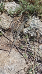 Karusasaurus polyzonus