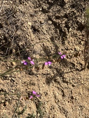 Polygala garcinii