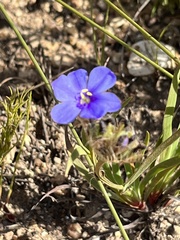 Aristea africana