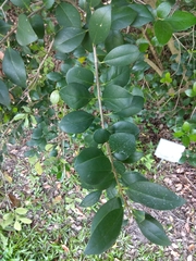 Ligustrum liukiuense