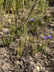 Aristea africana