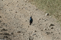 Lamprotornis chalybaeus