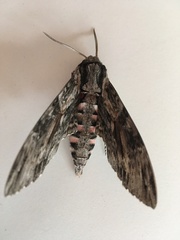 Agrius convolvuli