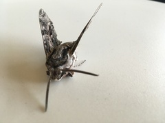 Agrius convolvuli
