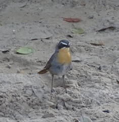 Cossypha caffra caffra