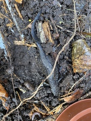 Triturus cristatus