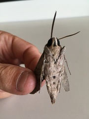 Agrius convolvuli
