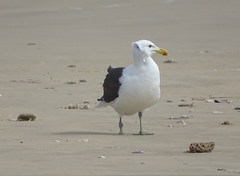 Larus dominicanus vetula